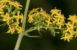 Yellow Spring bedstraw 
